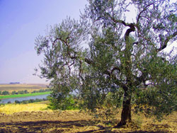 Oliveto