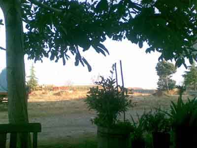Oliveto