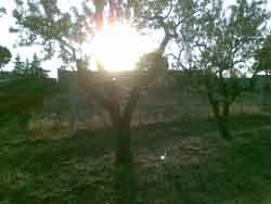 Oliveto