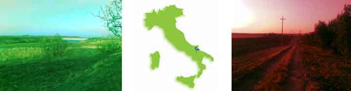 Oliveto