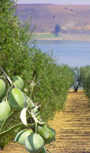 Oliveto