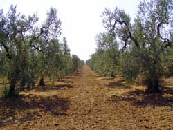 Oliveto
