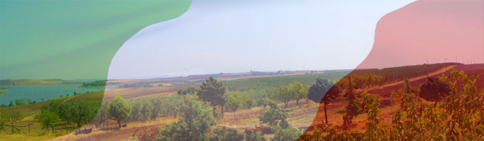 Oliveto