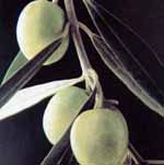 Oliveto